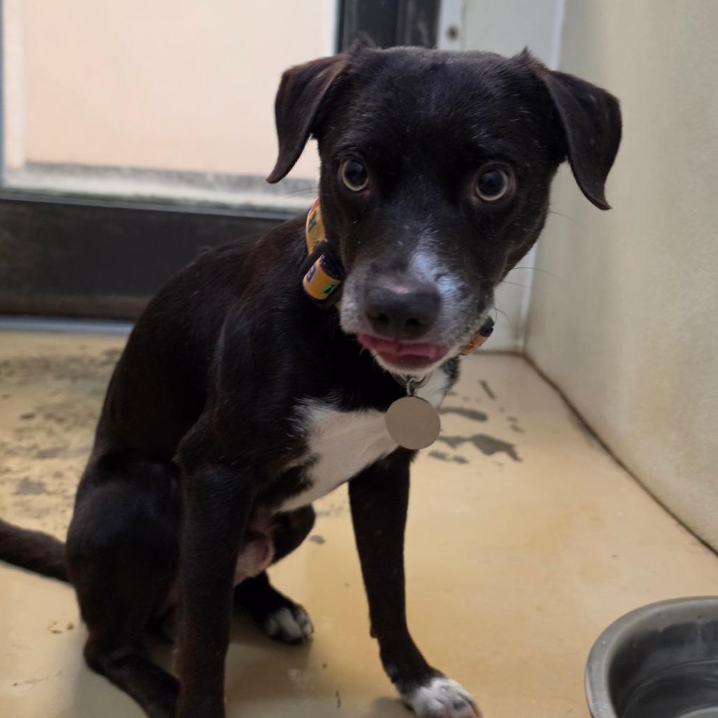 Enlarge Toby - City of Industry Location, a Adoptable mixed breed in Chino Hills, CA image 5/6