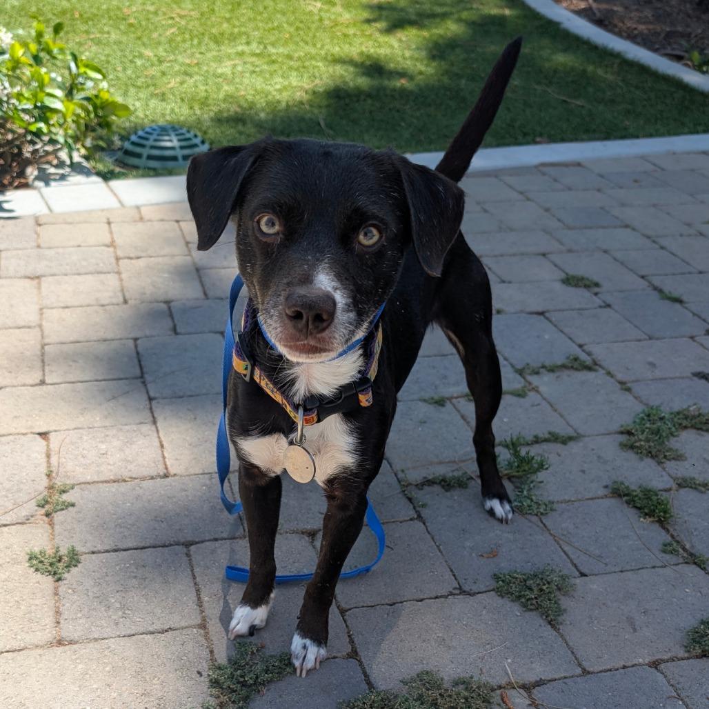 Toby - Costa Mesa Location, a Adoptable mixed breed in Chino Hills, CA image 5/6
