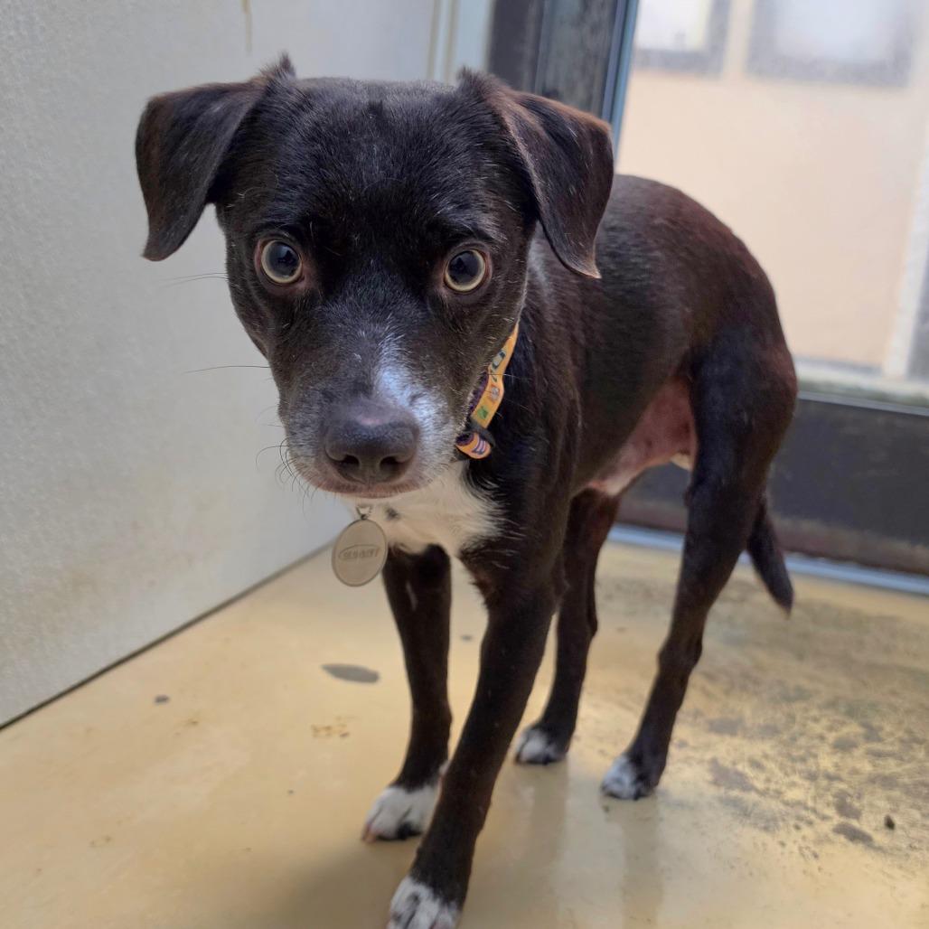 Enlarge Toby - City of Industry Location, a Adoptable mixed breed in Chino Hills, CA image 6/6