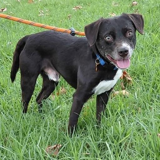 Toby - Chino Hills Location, a Adoptable mixed breed in Chino Hills, CA image 6/6