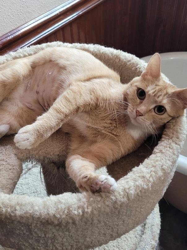 Mamacita, Adopted, Young Female Domestic Short Hair.