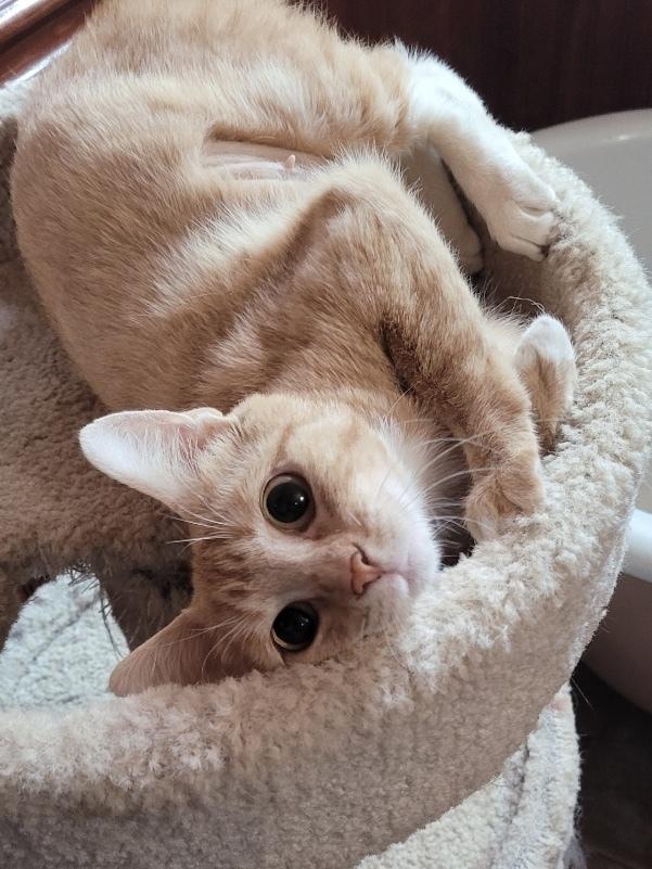 Mamacita, a Adopted Domestic Short Hair in Bellingham, WA image 2/2