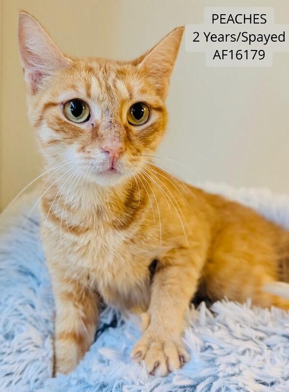 Peaches, Adoptable, Adult Female Domestic Short Hair.