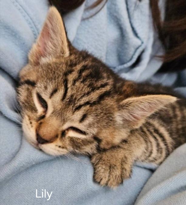 Kittens, Baby Female Bengal