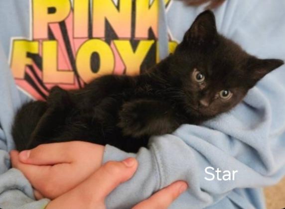 Kittens photo 2