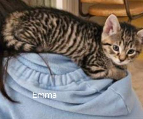 Kittens photo 6