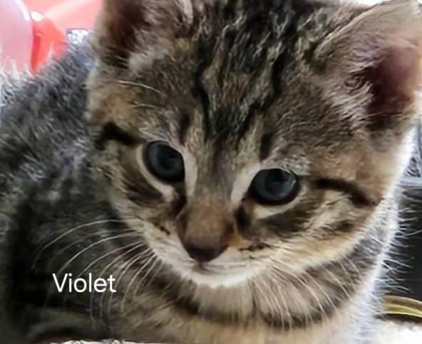 Kittens photo 4