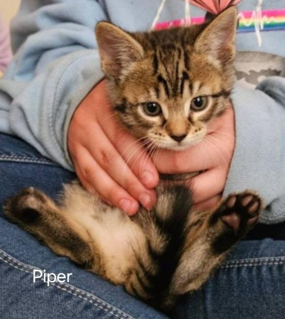 Kittens photo 5