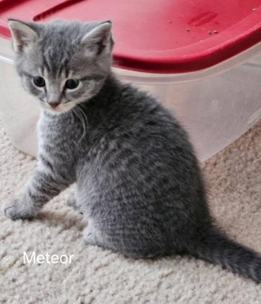 Kittens photo 3