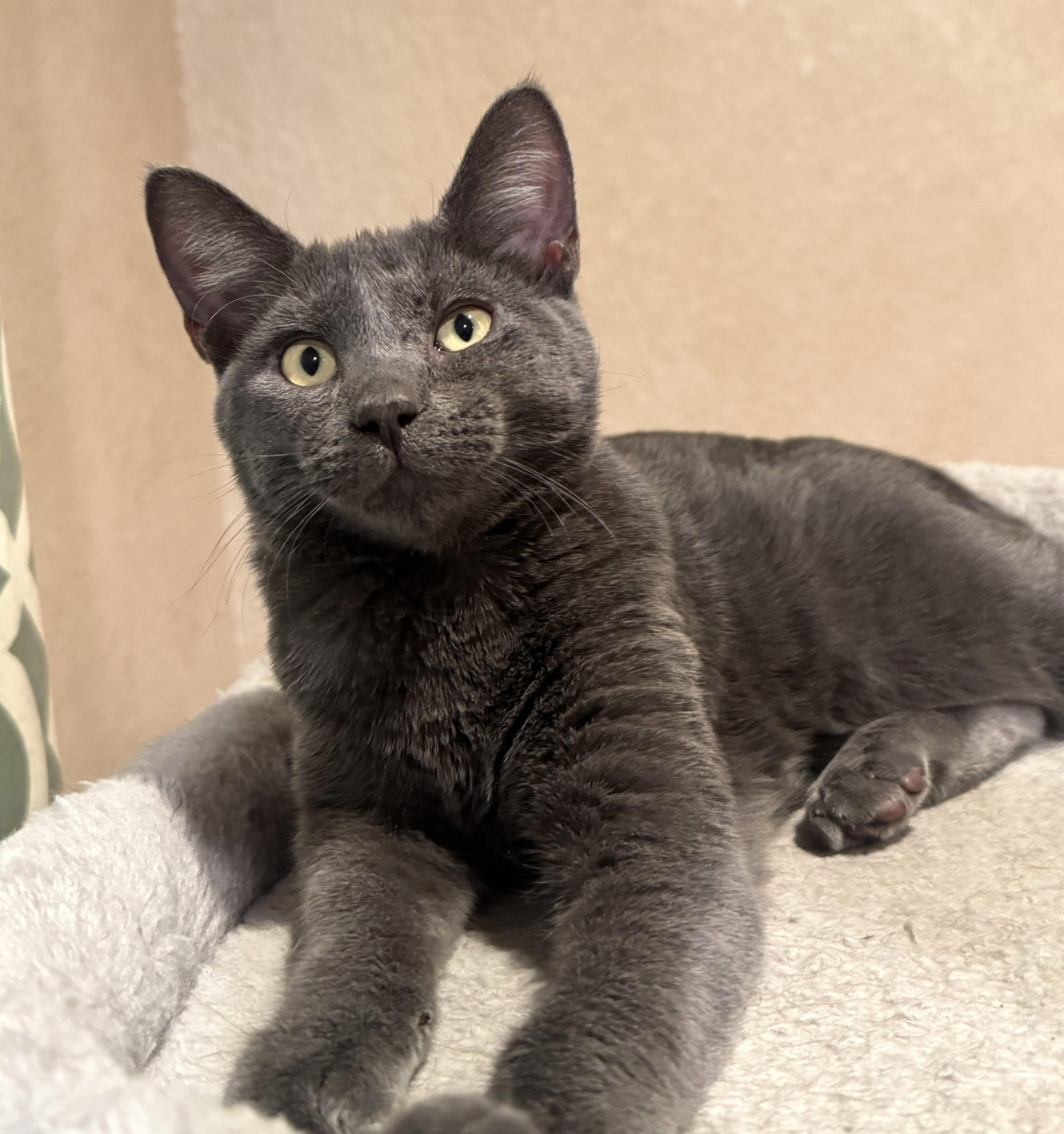 Enlarge Bandit (bonded with Sugar), an adoptable Domestic Short Hair in Bentonville, AR image 1/2