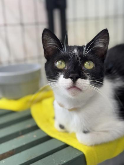 Flo, Adoptable, Adult Female Domestic Short Hair & Domestic Short Hair.