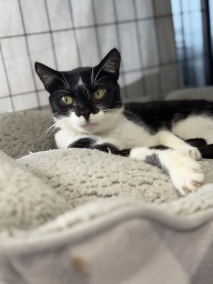 Flo, Adoptable, Adult Female Domestic Short Hair & Domestic Short Hair.