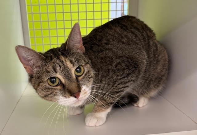 Zelda, Adoptable, Young Female Domestic Short Hair.