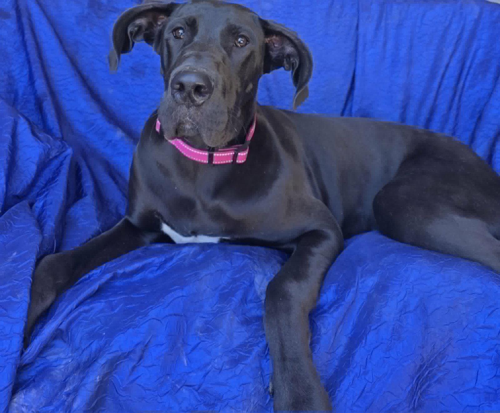 Mia, Adoptable, Young Female Great Dane.