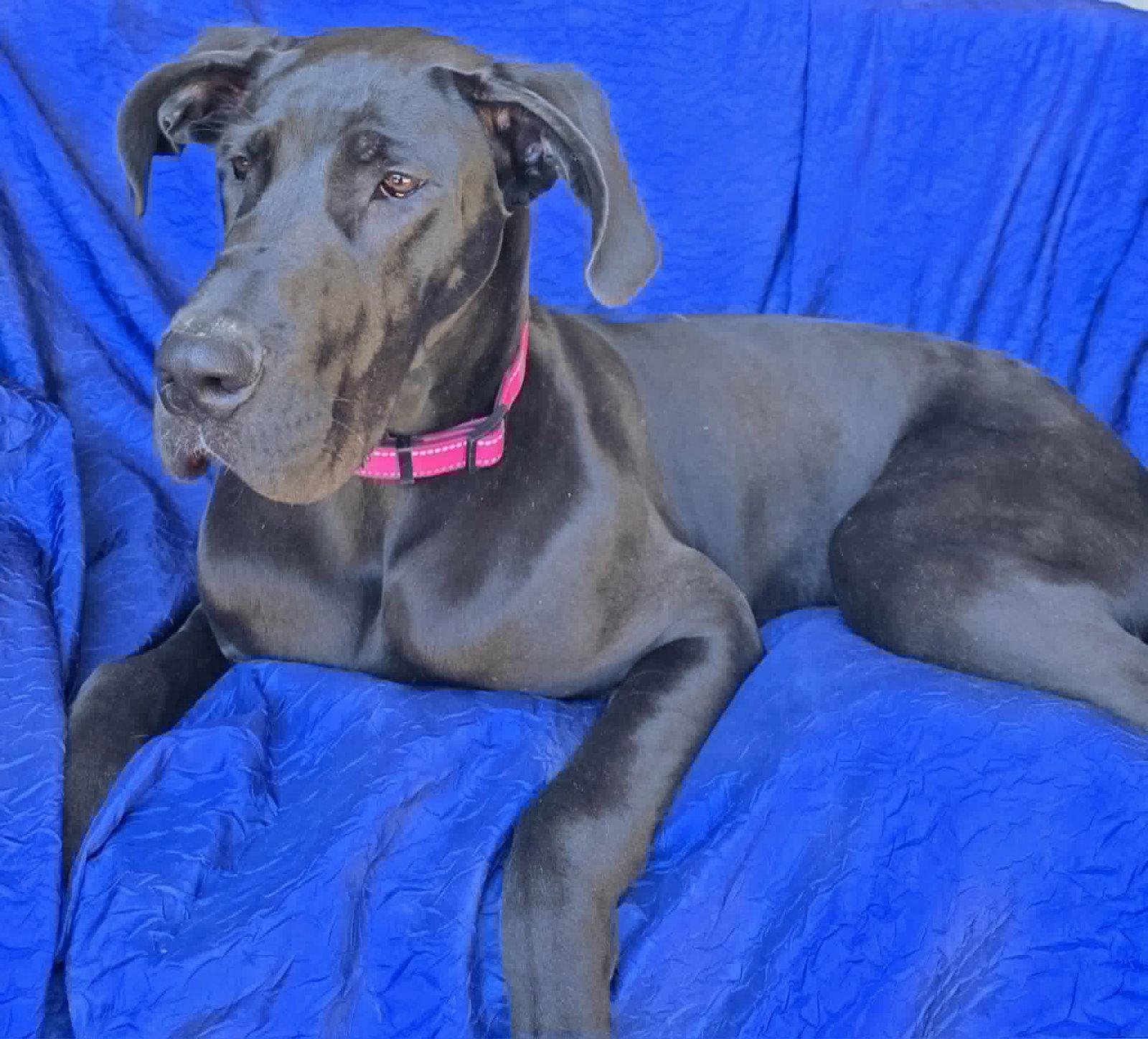 Enlarge Mia, a Adoptable Great Dane in Cuba, NY image 2/3
