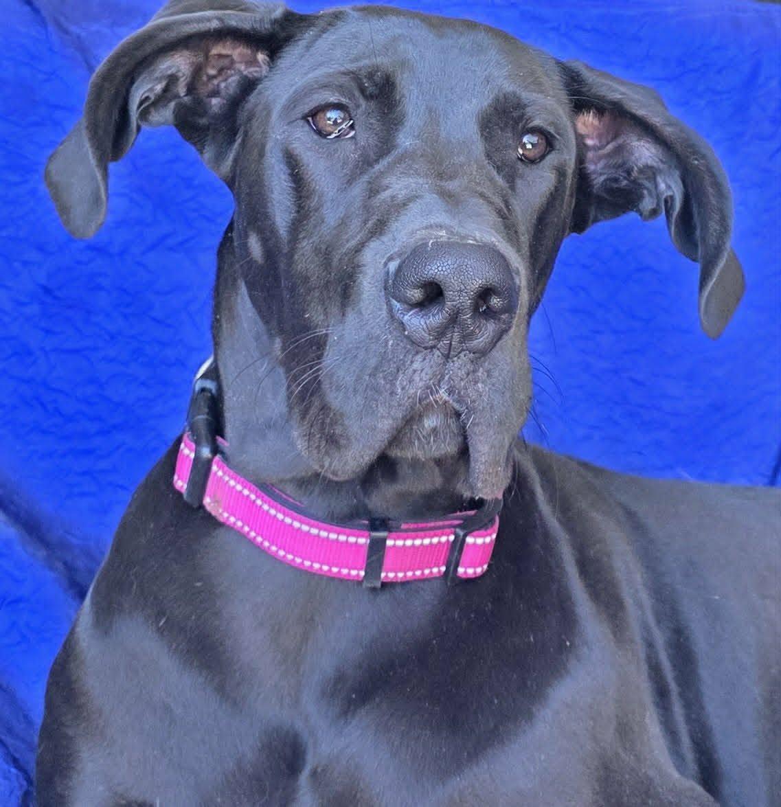 Enlarge Mia, a Adoptable Great Dane in Cuba, NY image 3/3