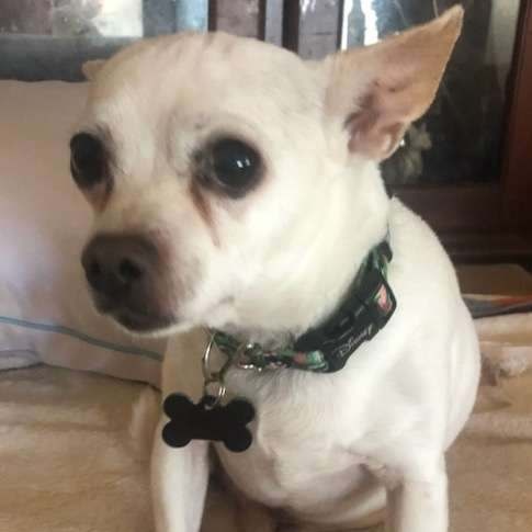 Belle and Beast, a Adoptable Chihuahua in Marana, AZ image 2/6