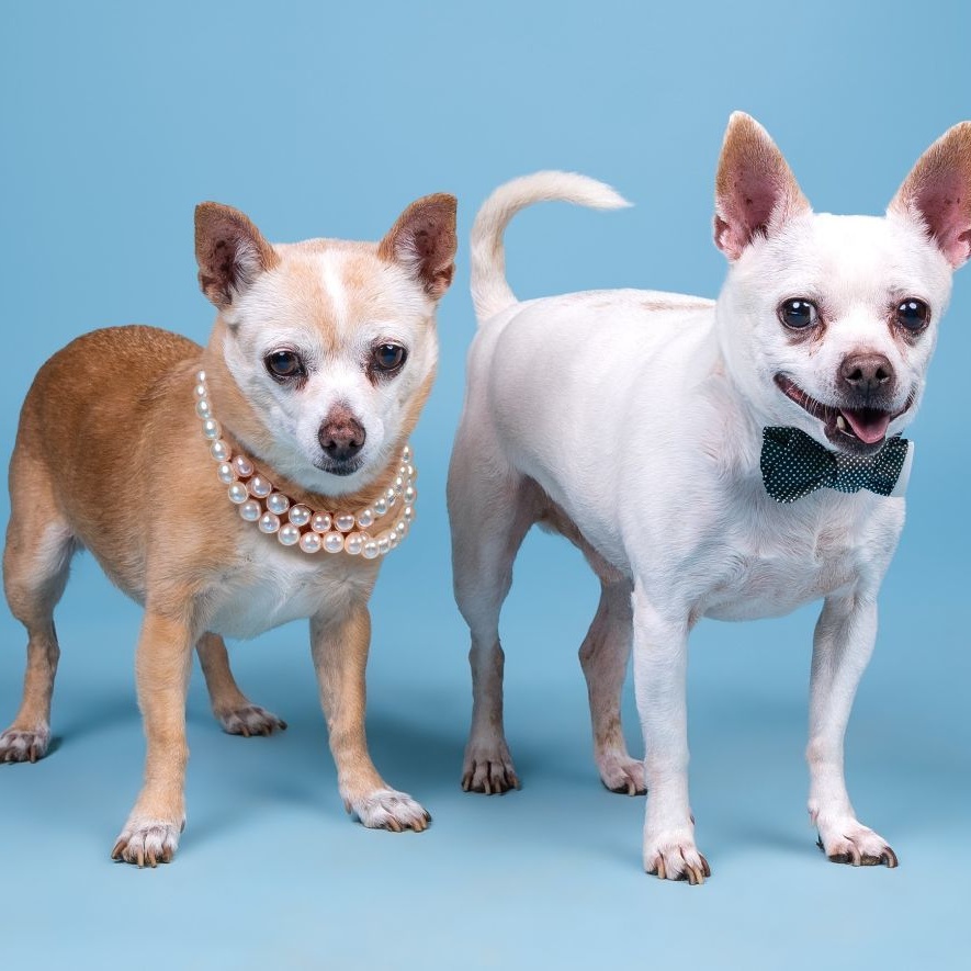 Belle and Beast, a Adoptable Chihuahua in Marana, AZ image 1/6