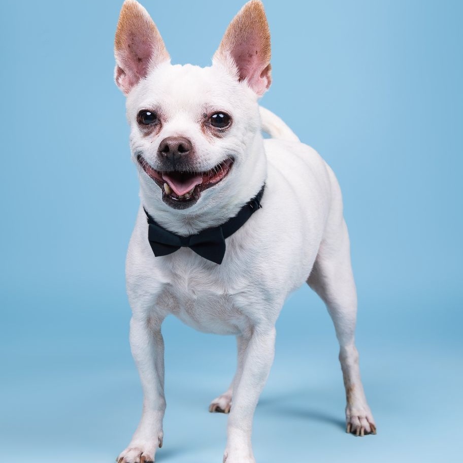 Belle and Beast, a Adoptable Chihuahua in Marana, AZ image 3/6
