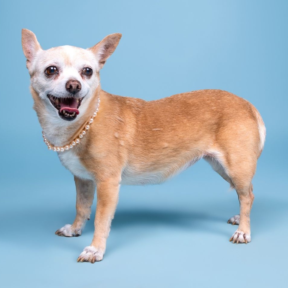 Belle and Beast, a Adoptable Chihuahua in Marana, AZ image 4/6