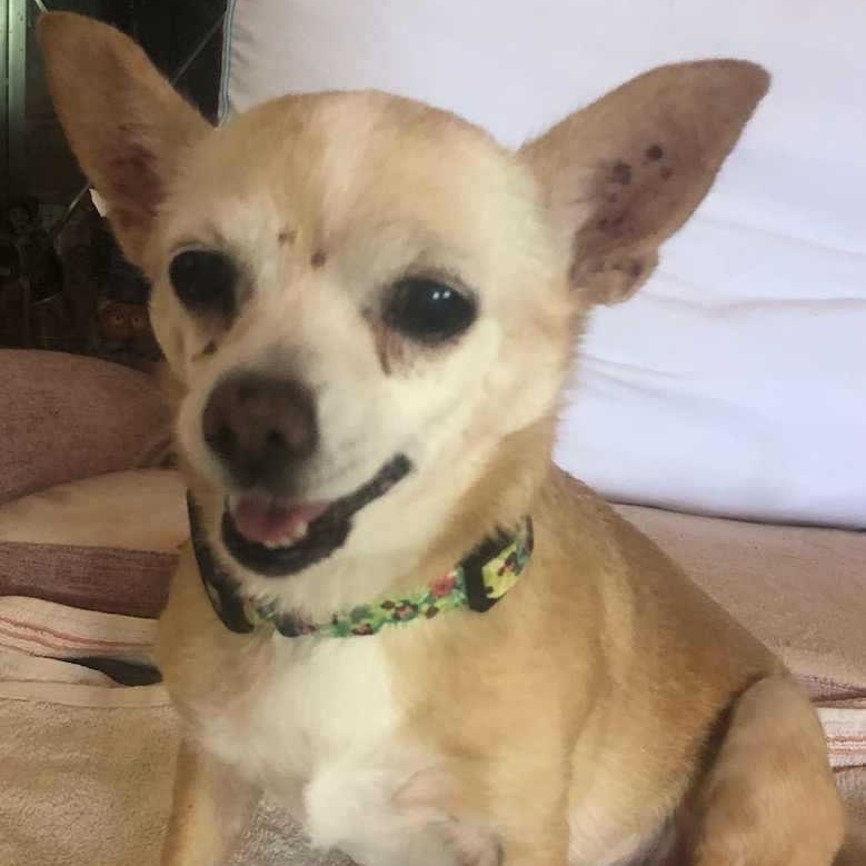 Belle and Beast, a Adoptable Chihuahua in Marana, AZ image 5/6