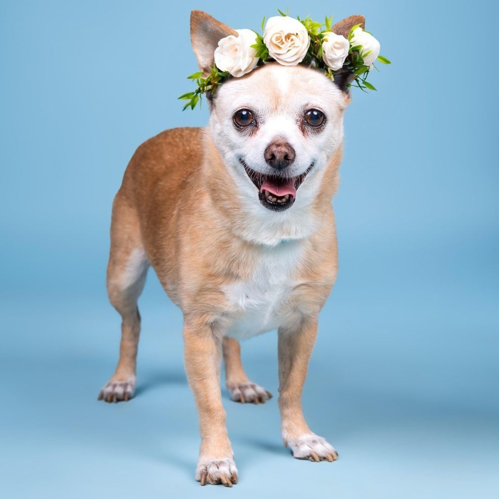 Belle and Beast, a Adoptable Chihuahua in Marana, AZ image 6/6