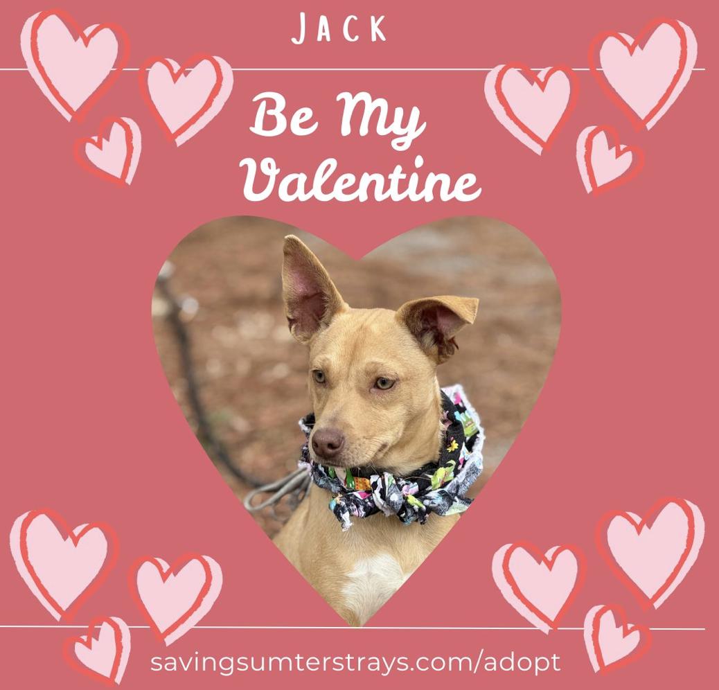 Enlarge Jack , a ADOPTABLE Mixed Breed in Sumter, SC image 1/2