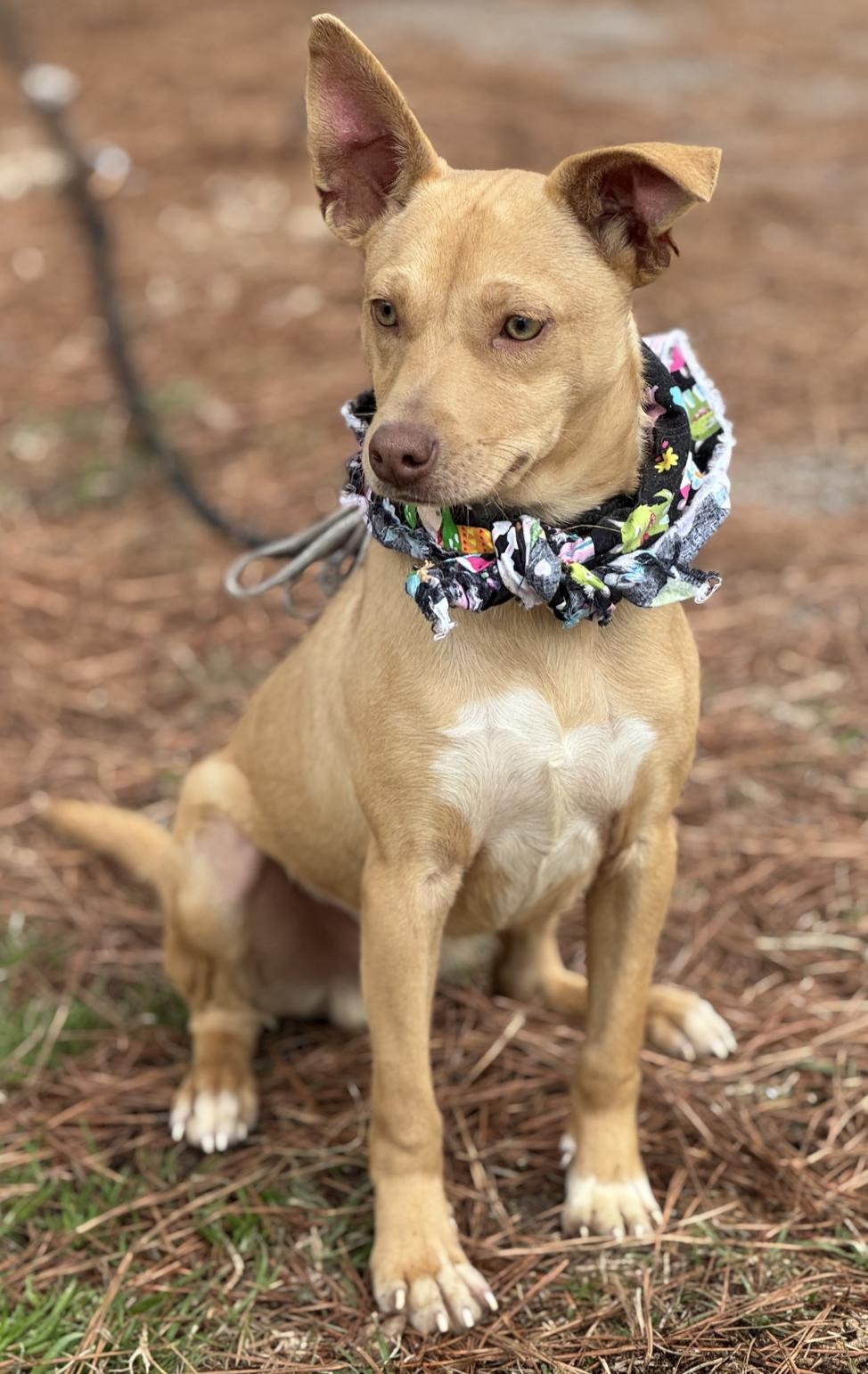 Enlarge Jack , a ADOPTABLE Mixed Breed in Sumter, SC image 2/2
