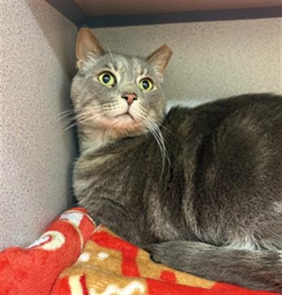 YUKON, Adoptable, Adult Male Domestic Short Hair.