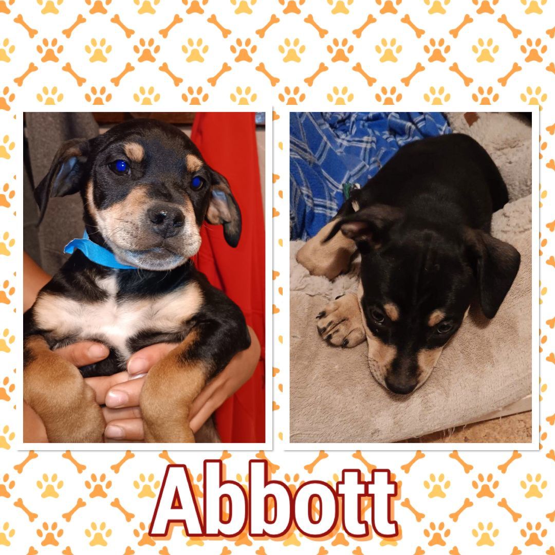 Enlarge Abbott, a Adopted mixed breed in Tucson, AZ image 1/1