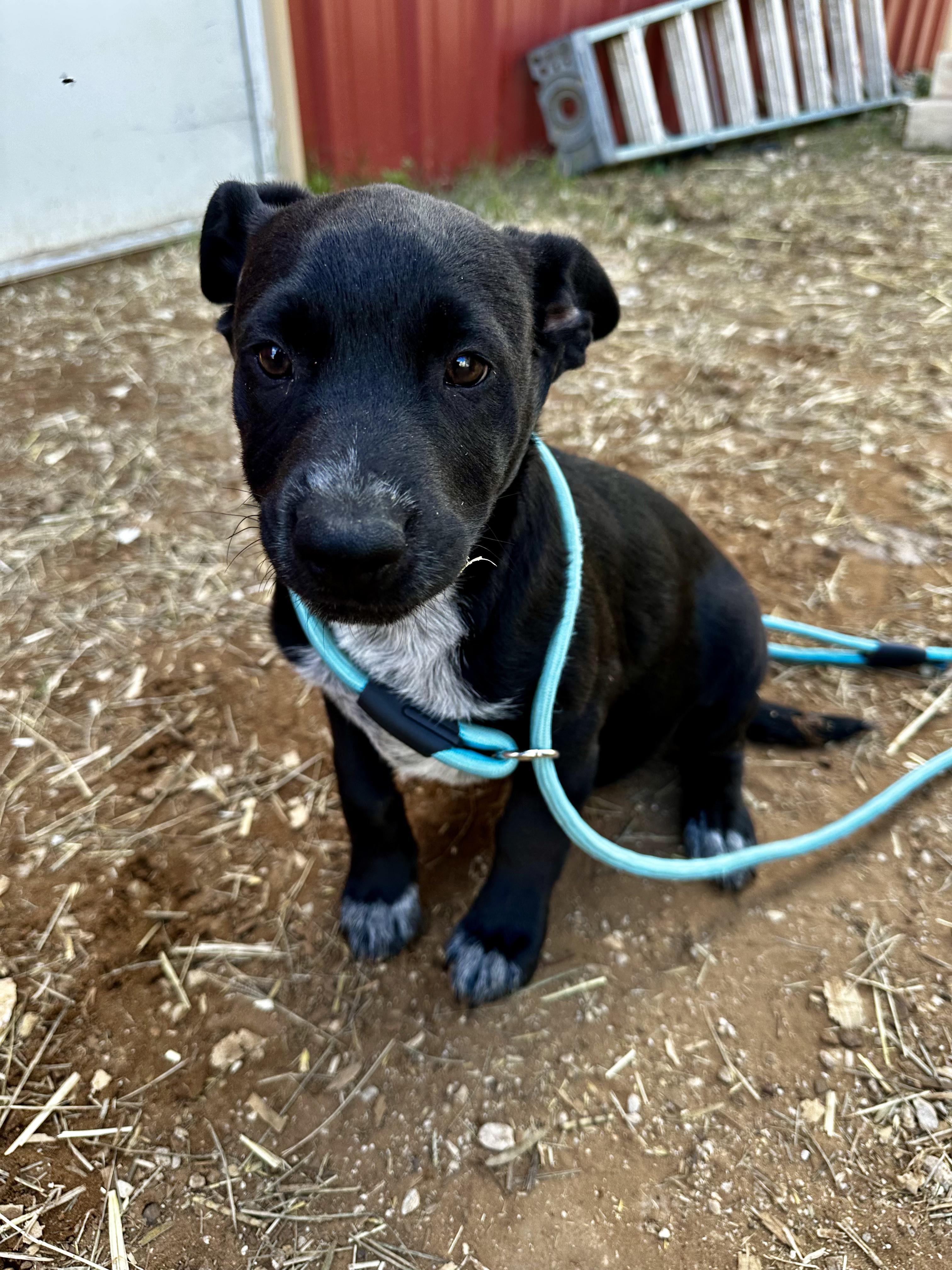 Enlarge Eloise, an adopted mixed breed in Seguin, TX image 3/5