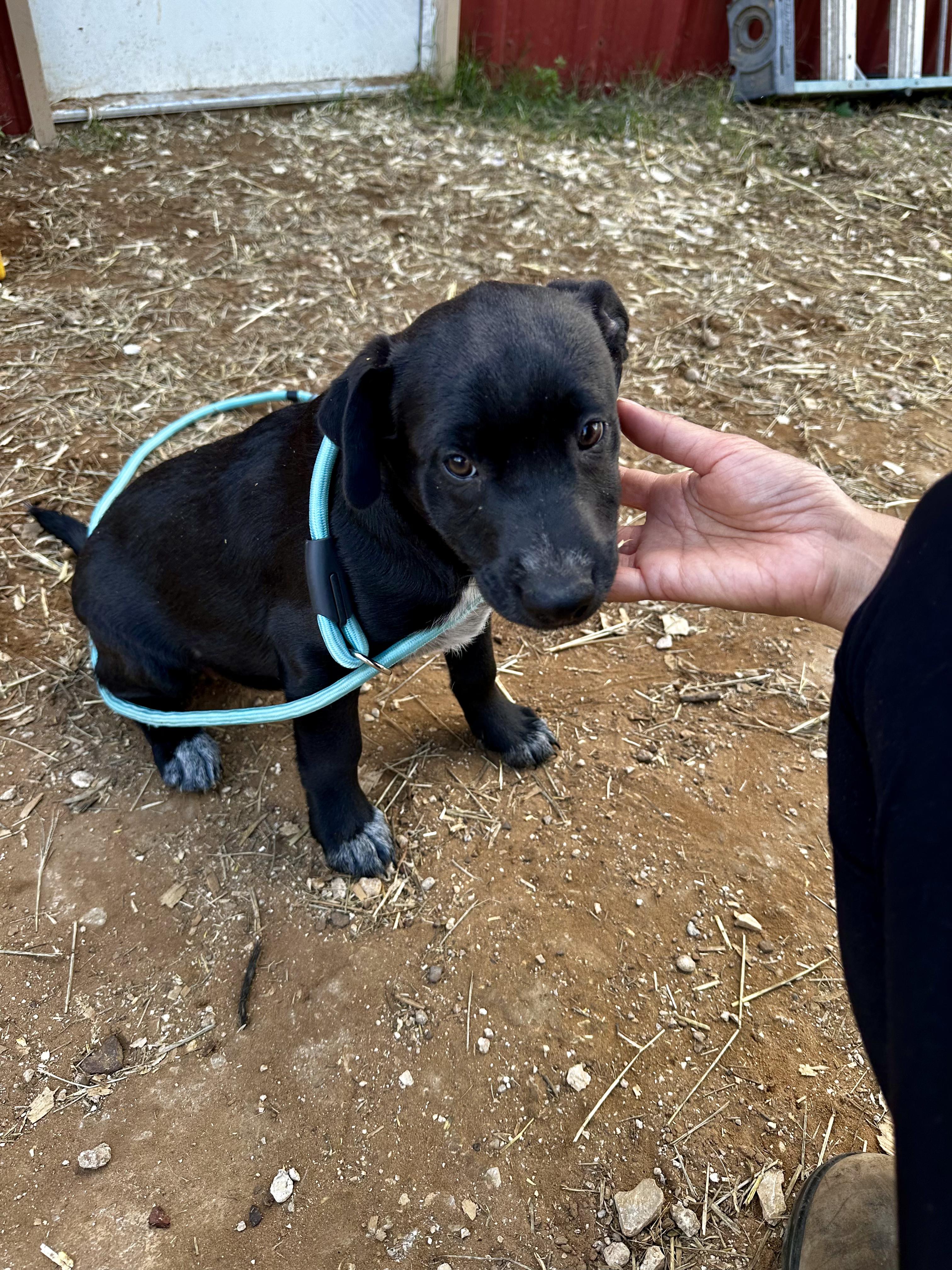 Eloise, adopted, Puppy Female Labrador Retriever & Black Mouth Cur.