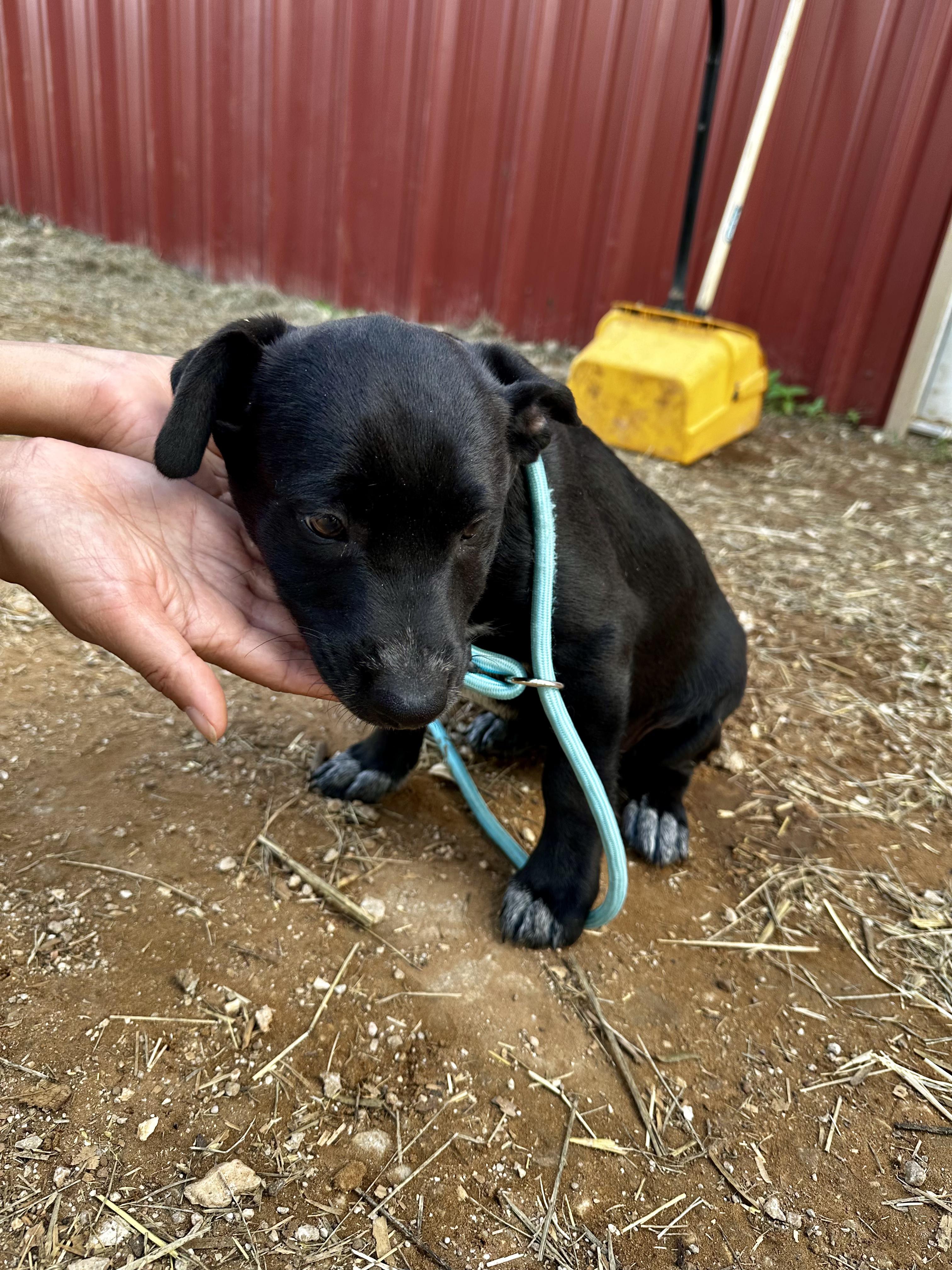 Enlarge Eloise, an adopted mixed breed in Seguin, TX image 4/5