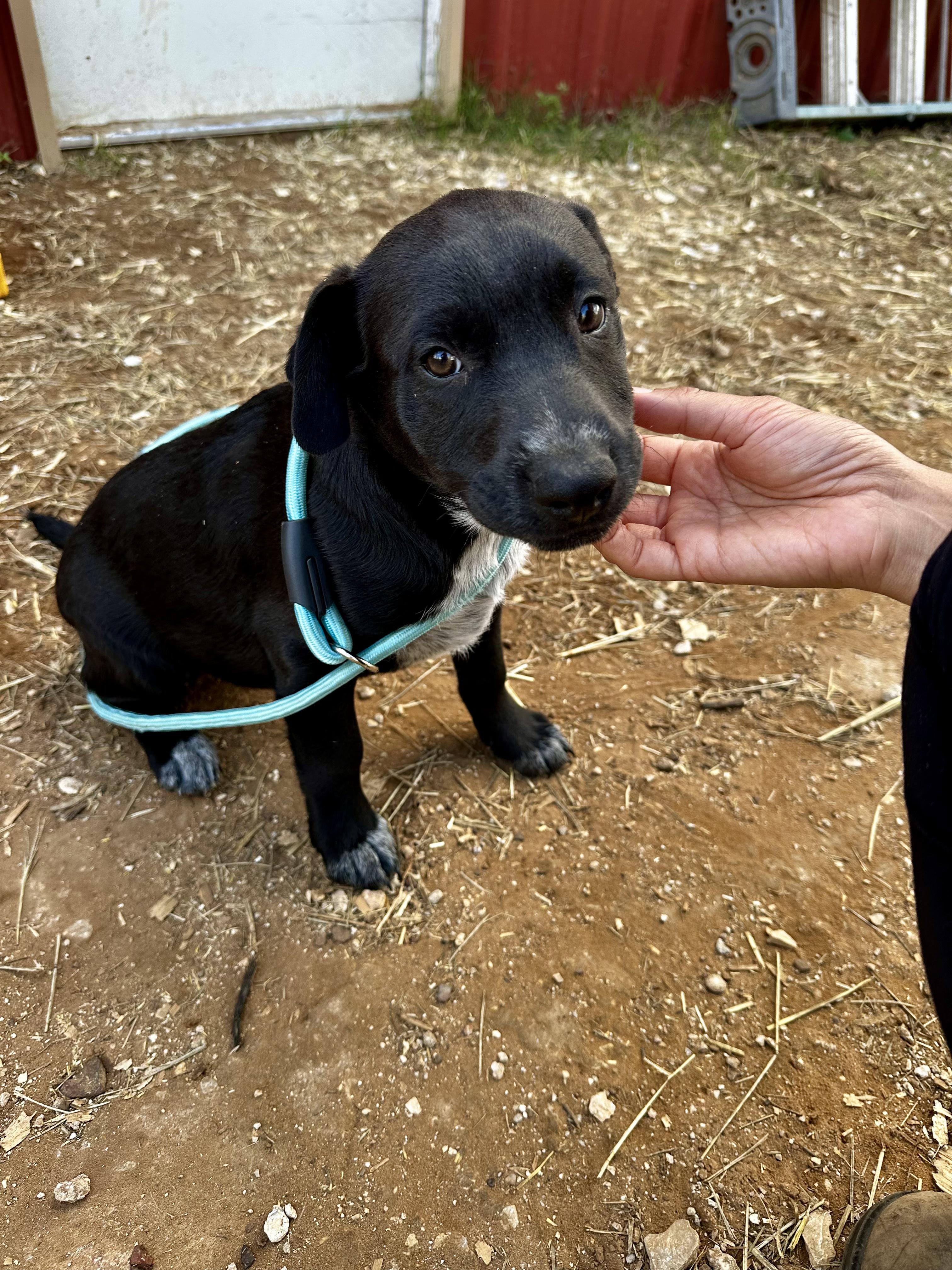 Enlarge Eloise, an adopted mixed breed in Seguin, TX image 5/5