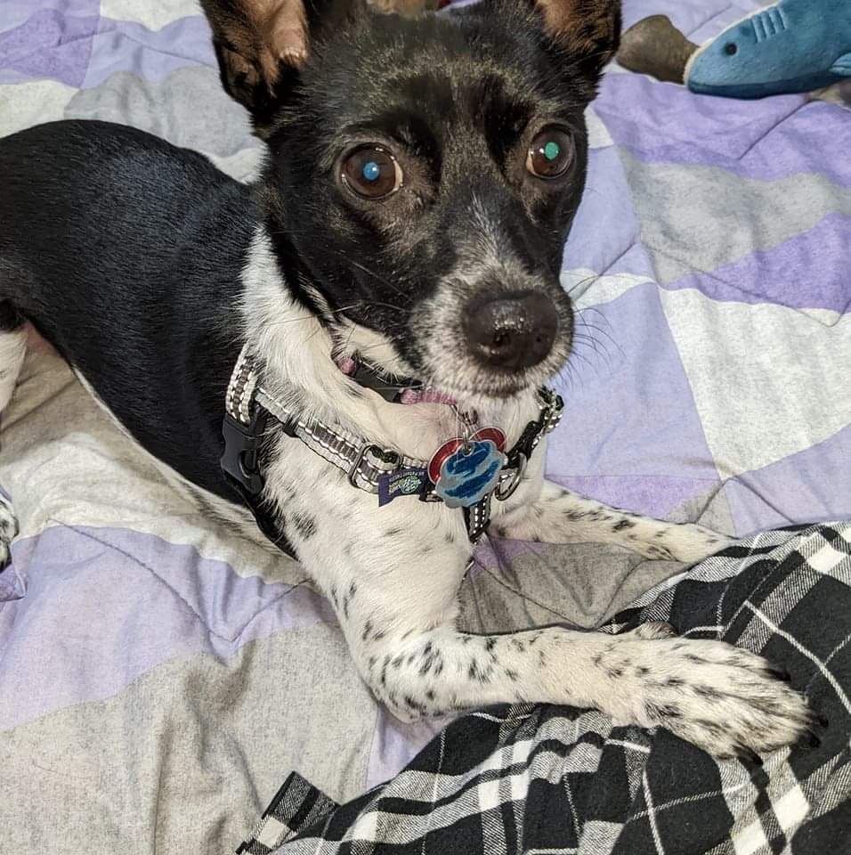 Daisy, a Adoptable mixed breed in Shelby Township, MI image 1/3