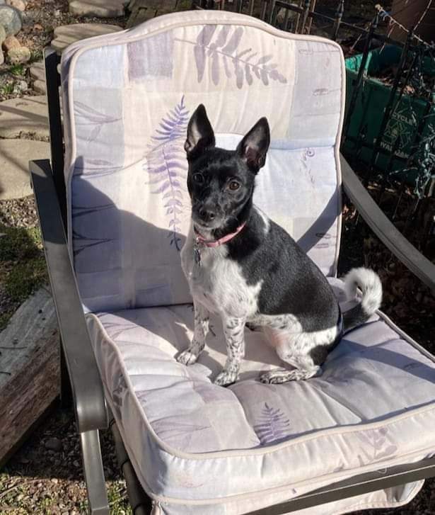 Daisy, a Adoptable mixed breed in Shelby Township, MI image 2/3