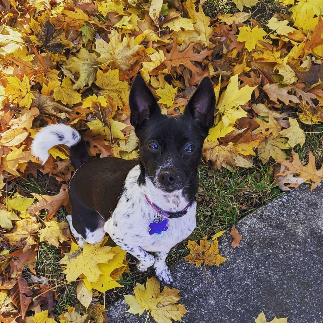 Daisy, a Adoptable mixed breed in Shelby Township, MI image 3/3