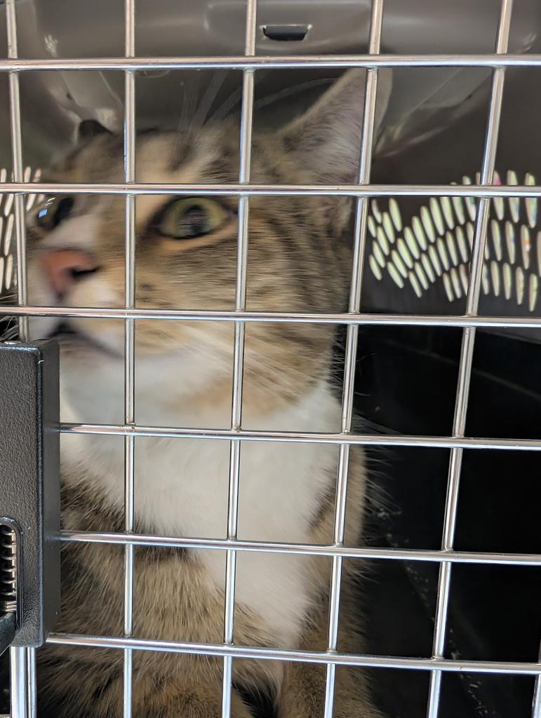 Allie, Adoptable, Young Female American Shorthair.