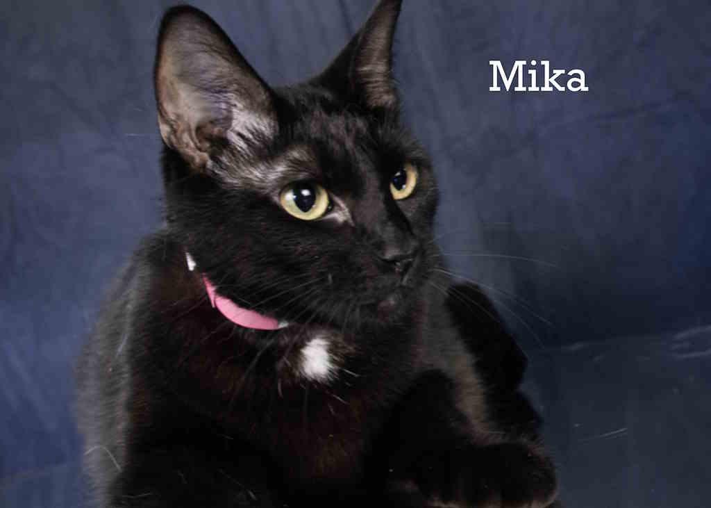Mika, Adoptable, Young Female Domestic Short Hair.