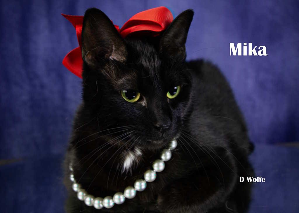 Enlarge Mika, a Adoptable Domestic Short Hair in York, NE image 4/4