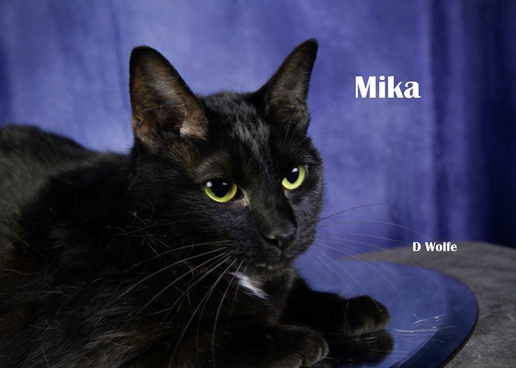 Enlarge Mika, a Adoptable Domestic Short Hair in York, NE image 3/4