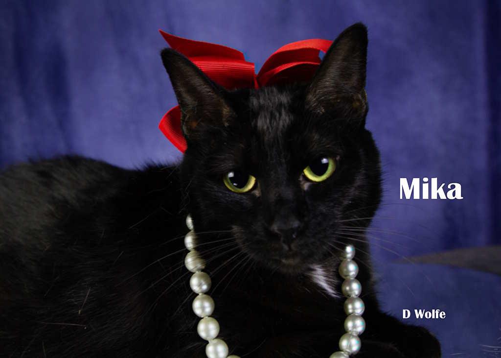 Mika, Adoptable, Adult Female Domestic Short Hair.