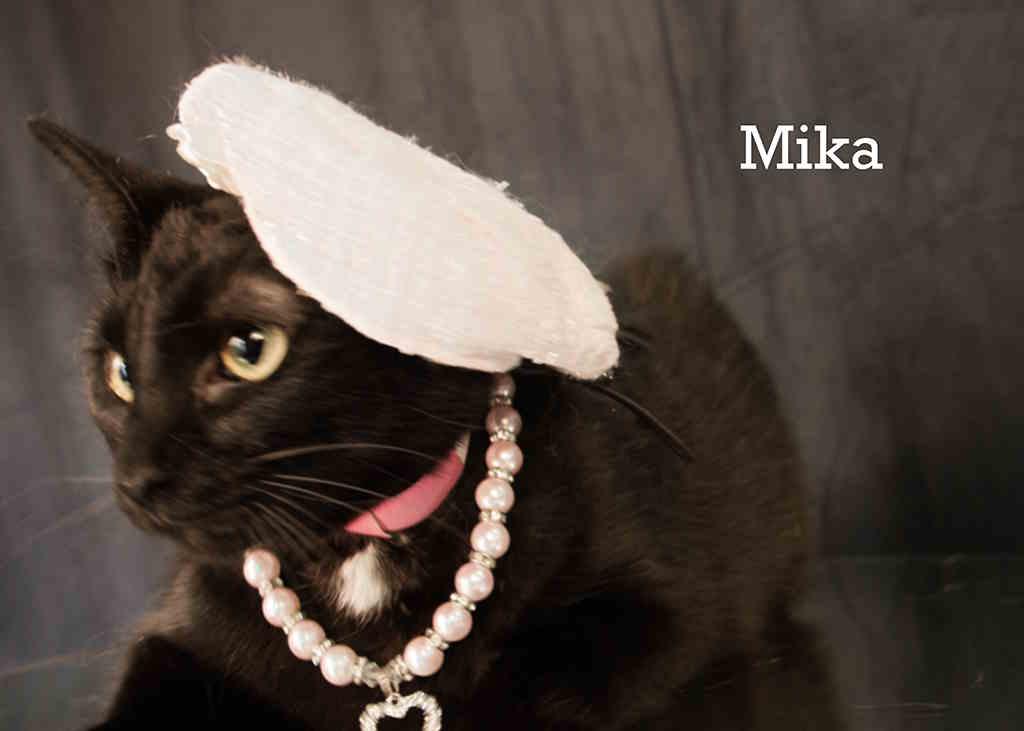 Enlarge Mika, a Adoptable Domestic Short Hair in York, NE image 2/5