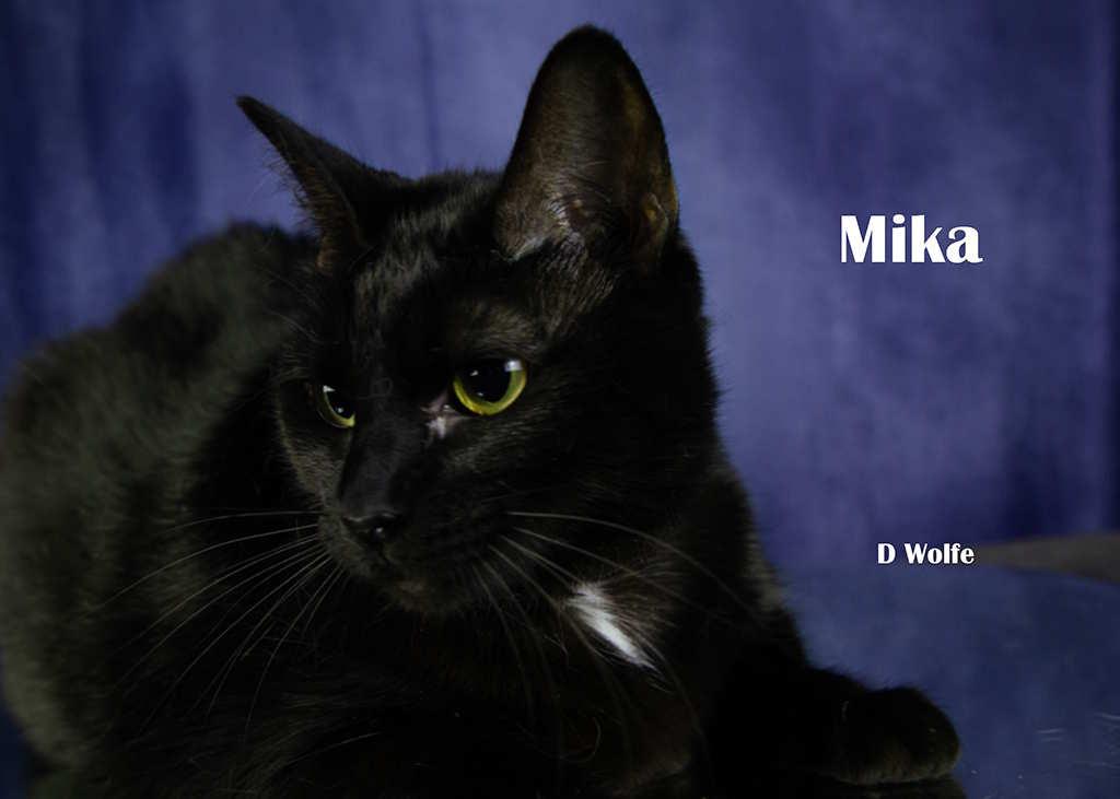 Enlarge Mika, a Adoptable Domestic Short Hair in York, NE image 2/4