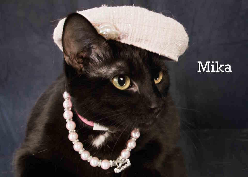 Enlarge Mika, a Adoptable Domestic Short Hair in York, NE image 4/5