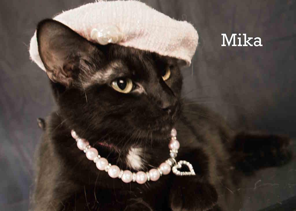 Enlarge Mika, a Adoptable Domestic Short Hair in York, NE image 3/5