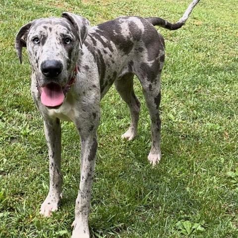 Enlarge Bravo, a Adoptable mixed breed in Albany, NY image 5/6