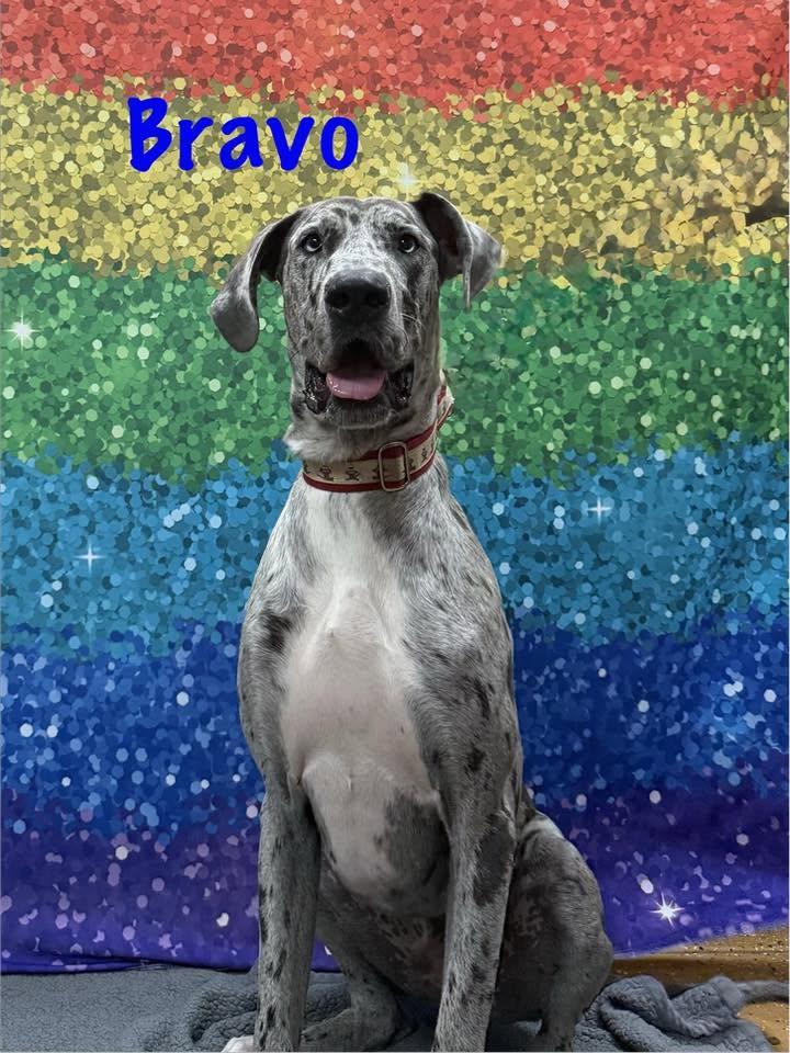 Enlarge Bravo, a Adoptable mixed breed in Albany, NY image 3/6