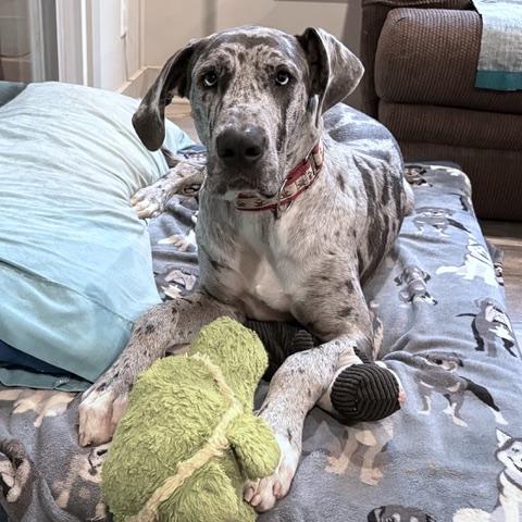 Enlarge Bravo, a Adoptable mixed breed in Albany, NY image 6/6