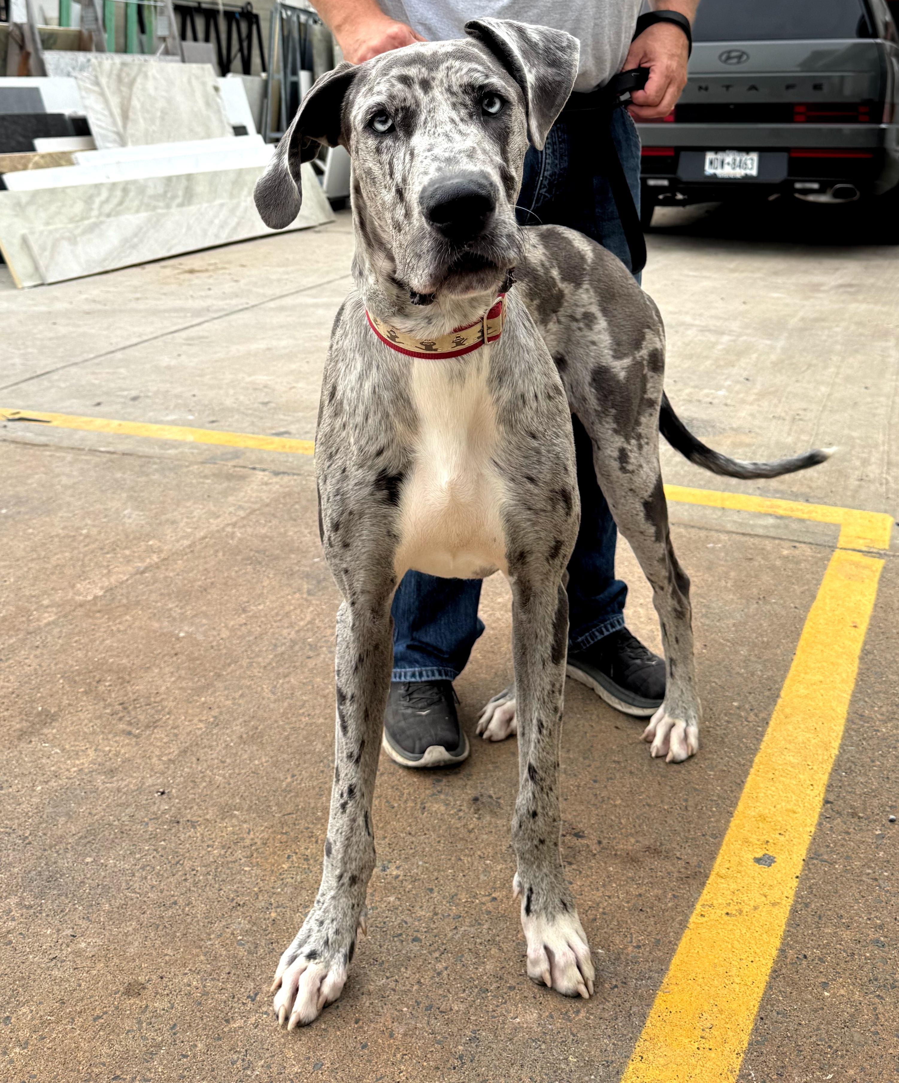 Enlarge Bravo, a Adoptable mixed breed in Albany, NY image 2/6